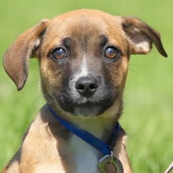Evan -  Labrador Retriever Dog for Adoption in South Elgin, Illinois - Evan | PetCurious