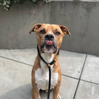 Loki -  Pit Bull Terrier Dog for Adoption in Chicago, Illinois - Loki | PetCurious