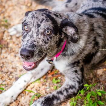 Helena -  Catahoula Leopard Dog and Mixed Breed Dog for Adoption in Hattiesburg, Mississippi - Helena | PetCurious