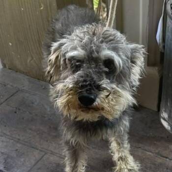 Buddy BONDED with Benji -  Miniature Schnauzer Dog for Adoption in Williston, Vermont - Buddy BONDED With Benji | PetCurious