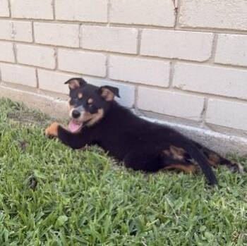 Australian Shepherd Dogs Available for Adoption in Quitman, Texas - DAISY | PetCurious
