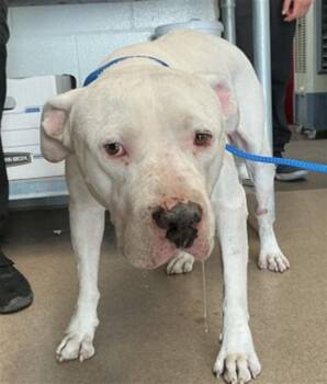 SNOW CONE -  Pit Bull Terrier Dog for Adoption in San Bernardino, California - SNOW CONE | PetCurious