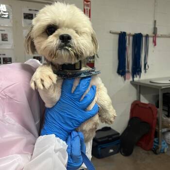 Galleta -  Shih Tzu Dog for Adoption in Edinburg, Texas - Galleta | PetCurious