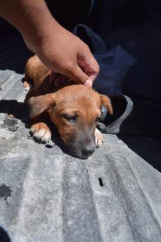 Zelda (Road Girl P1) -  Labrador Retriever Dog for Adoption in Pahrump, Nevada - Zelda (Road Girl P1) | PetCurious