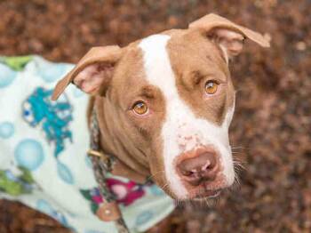 JULIET -  Pit Bull Terrier Dog for Adoption in Charlotte, North Carolina - JULIET | PetCurious