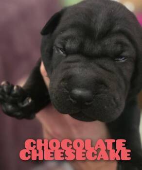 Labrador Retriever and Shar Pei Dogs Available for Adoption in Carson City, Nevada - Chocolate Cheesecake | PetCurious