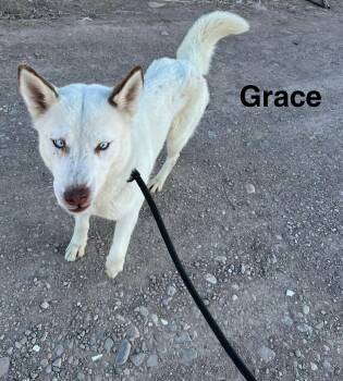 Grace -  Siberian Husky Dog for Adoption in Sumter, South Carolina - Grace | PetCurious