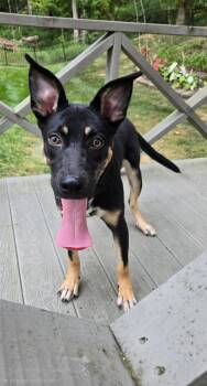 PUPPY MISTY -  German Shepherd Dog Dog for Adoption in Franklin, Tennessee - PUPPY MISTY | PetCurious