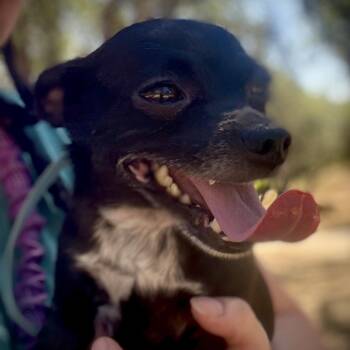 Mateo -  Chihuahua Dog for Adoption in San Andreas, California - Mateo | PetCurious