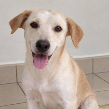 Benny -  Labrador Retriever and Mixed Breed Dog for Adoption in Jefferson, New Jersey - Benny | PetCurious