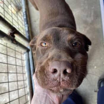 Chocolate Labrador Retriever Dogs Available for Adoption - Leo | PetCurious