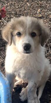 Lenno -  Great Pyrenees Dog for Adoption in Louise, Texas - Lenno | PetCurious