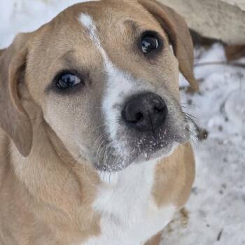Mixed Breed Dogs Available for Adoption in Kansas City, Missouri - Mariana | PetCurious