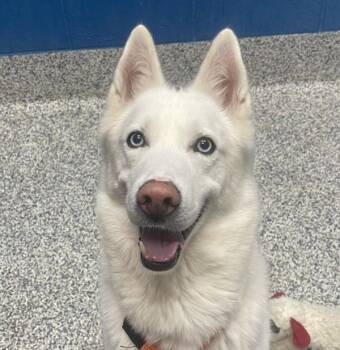 Cloud -  Siberian Husky Dog for Adoption in Golden, Colorado - Cloud | PetCurious