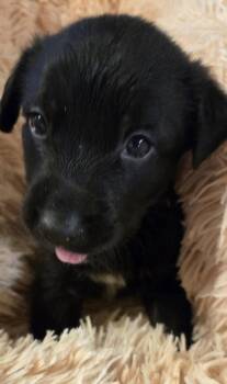 Dicaire / Jazz -  Labrador Retriever and Mixed Breed Dog for Adoption in Broomfield, Colorado - Dicaire / Jazz | PetCurious