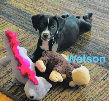 Rat Terrier Dogs Available for Adoption in Scottsburg, Indiana - Watson | PetCurious