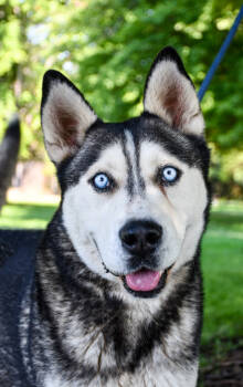 Rescue Siberian Husky and Alaskan Malamute Dogs for Adoption in Yakima, Washington - Tommy | PetCurious