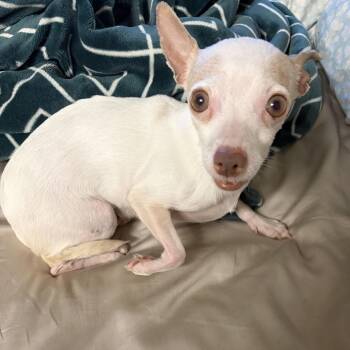 Thelma -  Chihuahua Dog for Adoption in Spokane, Washington - Thelma | PetCurious