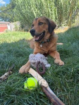 Gretel *08/27@SLSN -  Golden Retriever and Shepherd Dog for Adoption in Millcreek, Utah - Gretel *08/27@SLSN | PetCurious