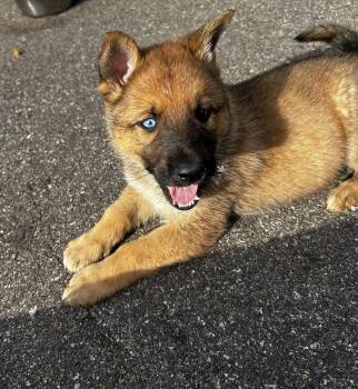 Opie -  German Shepherd Dog and Husky Dog for Adoption in Farmington, Minnesota - Opie | PetCurious