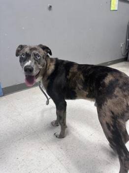 Catahoula Leopard Dog and Mixed Breed Dogs Available for Adoption - Wesly | PetCurious