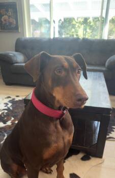 Rescue Doberman Pinscher Dogs for Adoption in Lewiston, Idaho - Millie Mae **COURTESY POST** | PetCurious