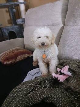 Poodle and Bichon Frise Dogs Available for Adoption - Fuzzy W | PetCurious