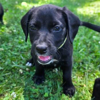 Michigan -  Terrier Dog for Adoption in Des Moines, Iowa - Michigan | PetCurious