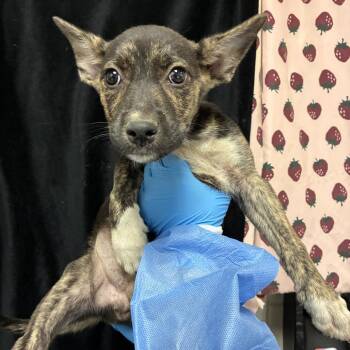 Techno -  Shepherd and Mixed Breed Dog for Adoption in San Antonio, Texas - Techno | PetCurious