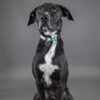 Skipper -  Mixed Breed Dog for Adoption in Portland, Oregon - Skipper | PetCurious