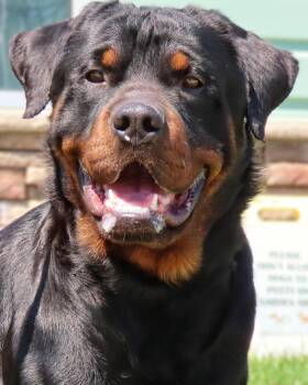 Amityville Rocco - Courtesy post -  Rottweiler Dog for Adoption in Deering, New Hampshire - Amityville Rocco - Courtesy Post | PetCurious