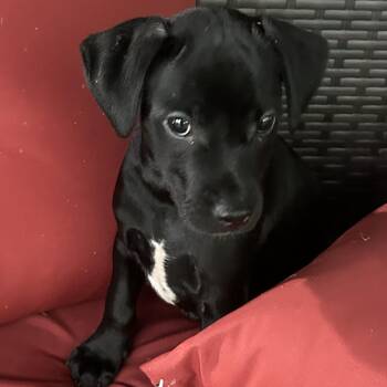 Niko -  Chihuahua and Mixed Breed Dog for Adoption in Kannapolis, North Carolina - Niko | PetCurious