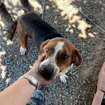 Daisy -  Hound and Mixed Breed Dog for Adoption in San Francisco, California - Daisy | PetCurious