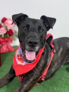 Jeffie-One of our Amazing Rescue Dogs -  Boxer and Dogo Argentino Dog for Adoption in Carlsbad, California - Jeffie-One Of Our Amazing Rescue Dogs | PetCurious
