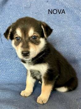 Labrador Retriever and Mixed Breed Dogs Available for Adoption - Nova | PetCurious