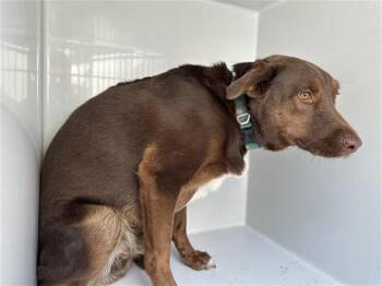 Rescue Labrador Retriever and Mixed Breed Dogs for Adoption in Houston, Texas - A645200 | PetCurious