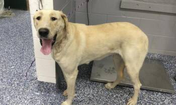 Great Dane Dogs Available for Adoption in Thousand Palms, California - DUCKY | PetCurious