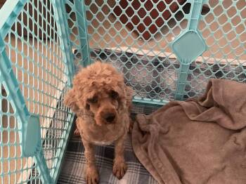 Cavapoo-Little lady -  Cavalier King Charles Spaniel and Poodle Dog for Adoption in Omaha, Nebraska - Cavapoo-Little Lady | PetCurious