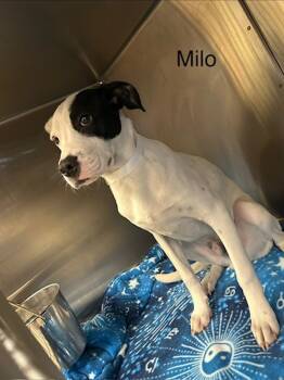 Rescue Hound Dogs for Adoption in Knoxville, Tennessee - Milo | PetCurious