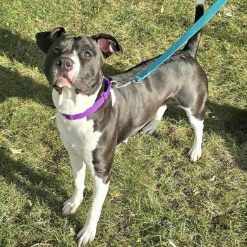 Rescue Pit Bull Terrier Dogs for Adoption in Waterloo, Iowa - Pebbles | PetCurious