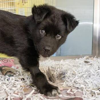 COCONUT CURRY -  Chow Chow and Mixed Breed Dog for Adoption in St. Louis, Missouri - COCONUT CURRY | PetCurious