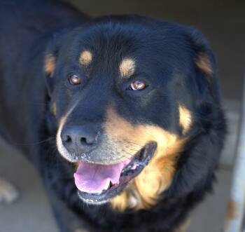 Bear the Fluffweiler -  Rottweiler Dog for Adoption in Hoquiam, Washington - Bear The Fluffweiler | PetCurious