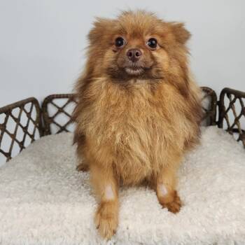 Joy -  Pomeranian Dog for Adoption in Fort Wayne, Indiana - Joy | PetCurious