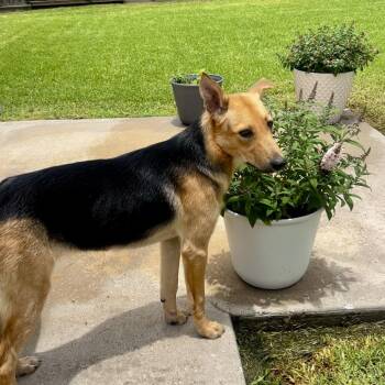 Summer -  Mixed Breed Dog for Adoption in Houston, Texas - Summer | PetCurious