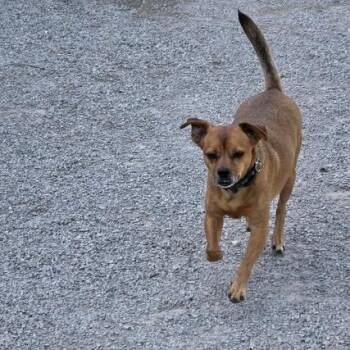 Chihuahua Dogs Available for Adoption in Kansas City, Missouri - Copper | PetCurious