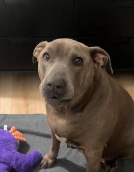 Selina -  American Bully and American Staffordshire Terrier Dog for Adoption in Roswell, Georgia - Selina | PetCurious