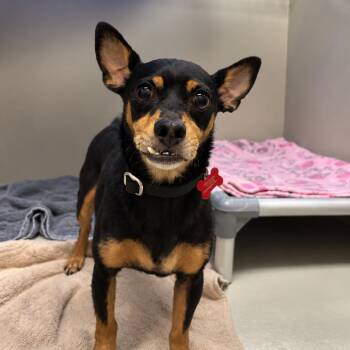 Treenut 54637 -  Chihuahua Dog for Adoption in Las Vegas, Nevada - Treenut 54637 | PetCurious