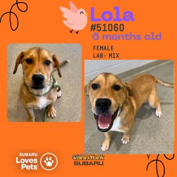 Rescue Labrador Retriever Dogs for Adoption in Randleman, North Carolina - Lola | PetCurious