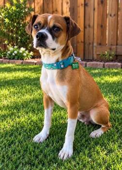 Chewy -  Boxer and Chihuahua Dog for Adoption in San Tan Valley, Arizona - Chewy | PetCurious