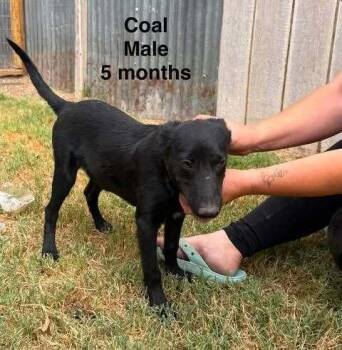 Coal Ember -  Labrador Retriever Dog for Adoption in Waunakee, Wisconsin - Coal Ember | PetCurious